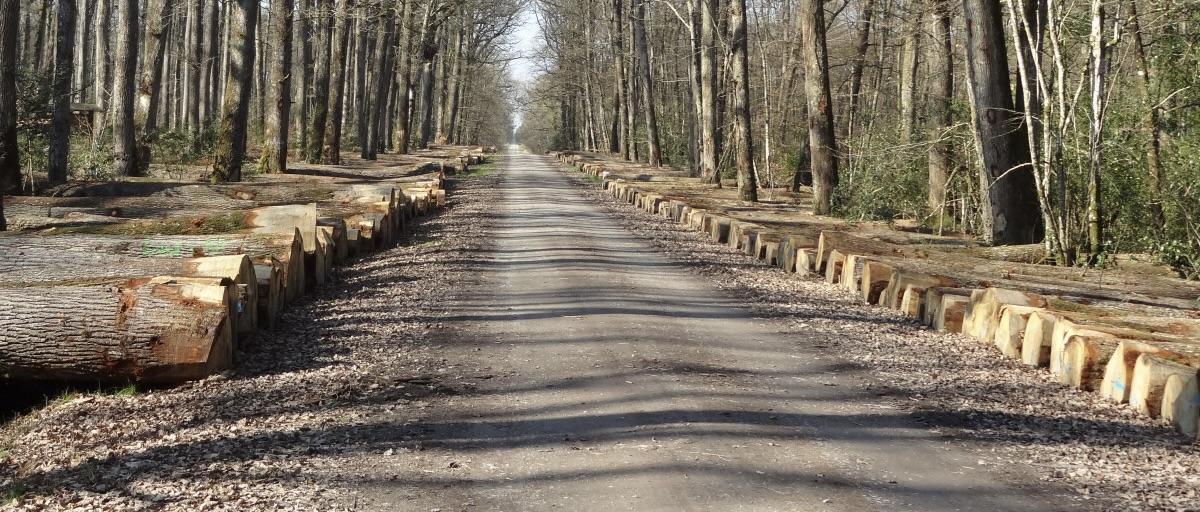 La vente de bois